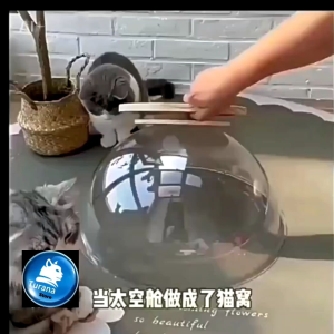 tempat tidur kucing kapsul akrilik bulat transparan 40x24