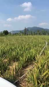 ต้นพันธ์ว่านหางจรเข้ จัดโปรเซ็ตละ5ต้น สั่งครบทุกๆ10ต้นแถม2คัดแต่หน่อแข็งแรงพันธ์บาเดนซิสใบไหญ่ เนื้อแน่น