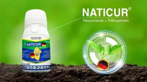 THUỐC TRỪ BỆNH NATICUR DẠNG SỮA 240ML ( TEBUCONAZOLE 20% + TRIFLOXYSTROBIN 10%) TRỪ LEM LÉP HẠT ĐẠO ÔN CHÁY LÁ KHÔ VẰN RỈ SẮT...