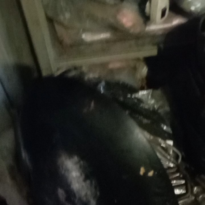 Wajan Plat Baja Ex Resto: Pilihan Terbaik untuk Masakan Anda