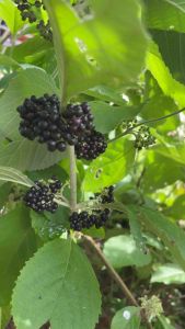 cây nàng nàng trứng ếch hạt giống mới