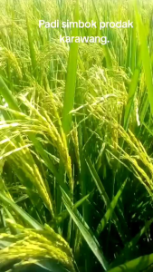 (1KG) BENIH PADI SIMBOK MENTES SUPER ISTIMEWA TERBARU Di formulasikan khusus untuk memaximalkan hasil tinggi 10/12 ton/HA. Benih unggul Indonesia.