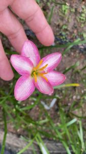 ศ.หัวดอกบัวดิน Sweetie Belle ดอกมีกลิ่นหอม หัวละ 25 บาท