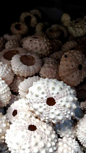 Cangkang bulu babi bijian - cangkang landak laut - grosir kerang - kerang bahan kerajinan