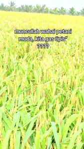 BENIH SUPER UNGGUL PADI BERKUALITAS 1 KG CILIWUNG 02