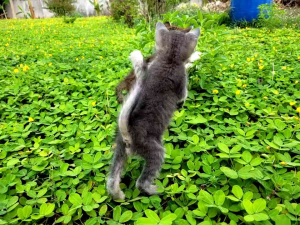 1500 เมล็ด เมล็ดพันธุ์ถั่วบราซิล ปลูกประดับสนามหย้า ตกเเต่งสวนหย่อม