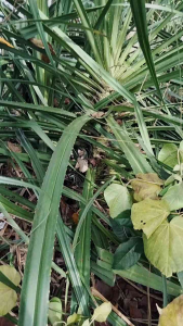 Daun mengkuang segar ( pandanus artocapus) BERDURI - 5 Kaki/helai. Sesuai untuk dijadikan tikar dan kraftangan serta rawatan tradisional