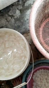 kolang kaling fresh bahan manisan buah aren asli kolang kalung isi 1kg netto