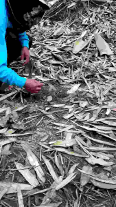 ครืนแขวนดักนกกวักนกอีลุ้ม21บ่วง ส.คำหมาน