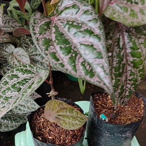 Piper ornatum -  - Pokok Sirih Merah - पिपर ऑर्नेटम पौधा Piper Ornatum – Red Veined Herbal Climber Decorative Medicinal Vine Easy Tropical Grower Indoor-Outdoor Foliage LIVE PLANT