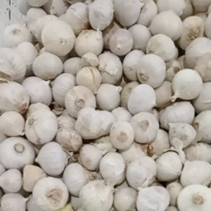 bawang putih tunggal/lanang 500 gram