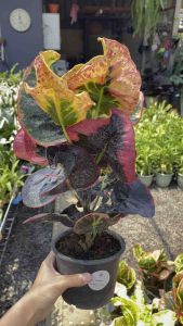 ต้นโกสน ต้นไม้มงคล ชอบแดดจัด แพ็คจัดส่งพร้อมกระถาง 6 นิ้ว ( มีหลายสายพันธุ์ ) *สุ่มสายพันธุ์ไปให้นะคะ ไม่สามารถเลือกสายพันธุ์ได้* รับประกันสวยทุกต้น คุ้มต่อราคา