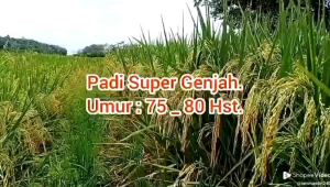 benih padi unggul DM03 dana moyo benih padi Silangan kwalitas tinggi kemasan 5kg super genjahtahan kekurangan air