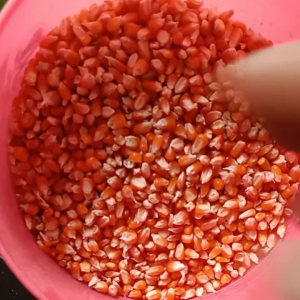 Jagung KRISTAL madura 1 Kg Pakan Burung Merpati