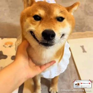 Pet Dog & Cat Supplement for Skin & Hair Blueberry & Seaweed Powder / Algae Powder 100g 宠物狗狗猫咪营养蓝莓海藻粉补品