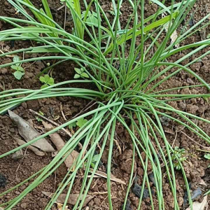 BIBIT BAWANG KUCAY (bawang batak) kualitas bibit bagus siap tanam.