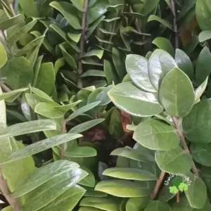 ต้นกวักมรกตพร้อมปลูก มีรากแน่น แข็งแรง เหมาะวางในบ้าน คอนโด หรือออฟฟิศ