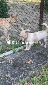 Qube10[Q10 Heart Protect] Freeze-Dried Salmon Yogurt Dog Cat Food | Probiotics + Cranberry | Digestive + Picky Eaters