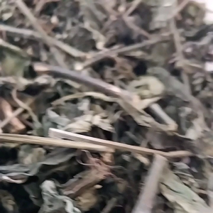 DAUN SAMBILATO KERING: Manfaat & Penggunaannya