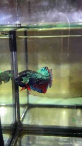 พ่อพันธุ์สุดเบอร์ 99.99% (วีไอพี)  เก่งสุดๆ รับประกันตรงปก100%