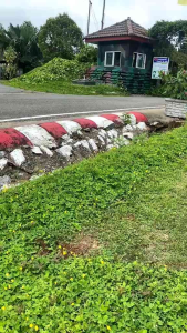 เมล็ดพันธุ์ถั่วบราซิล บรรจุ 200เมล็ด ไม้ดอกไม้ประดับ จัดสวน พืชคลุมดิน บํารุงดิน ตกแต่งระเบียงตกแต่งสวน สนามหญ้า