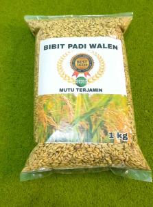 Jual Benih padi walen super unggul 500 Grm 100 hari panen