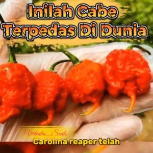 [Virladia Seeds] Biji Benih tanaman Cabe Mustard Yellow Carolina Reaper