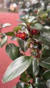 #ต้นปลาทอง สีส้ม (Nematanthus gregarius) ซึ่งเป็นพืชในตระกูลเดียวกับแอฟริกันไวโอเลต (African violets) และลิปสติกแพลนท์ (lipstick plants)   #การปลูกต้นปลาทองนำโชค คือการปลูกเพื่อจะได้นำพาโชคนำลาภและสิ่งดีๆ มาให้ชีวิต 🐠🐠🐠🐠 ••••••••••••••••••••••••••••••