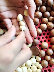 1kg hạt macca hữu cơ sấy chín giòn ngon ăn vặt và làm sữa hạt