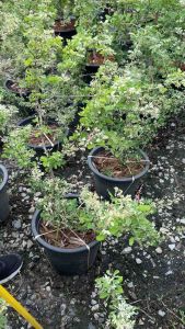 มะขามเทศด่าง กระถาง12 นิ้วต้นใหญ่ 80-100 ซม