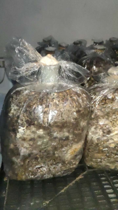 BIBIT JAMUR MERANG SEMI HITAM SUPER (JUMBO)