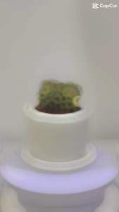 แคคตัส กระบองเพชรไม้อวบน้ำพร้องกระถางแฮนด์เมด ต้นไม้จริง(ส่งพร้อมกระถาง)