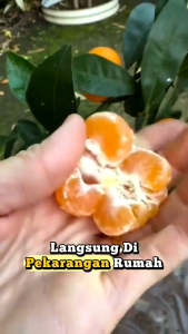 Bibit Buah Unggul Jeruk Trigas Yang Jumbo Meliliki Rasa Manis 🌱Cocok Untuk Di Pot Maupun Di Lahan Bibit Semua Sudah Berbuah Pengen Buahnya Tinggal Metik Didepan Rumah Loh  Pembayaran Bisa COD Bayar DiRumah Jadi Aman Yuk Di Cekout