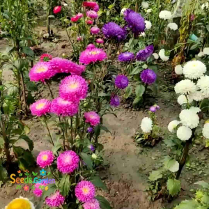 50 BUTIR BIJI/BENIH BUNGA ASTER PODWER PUFF MIX