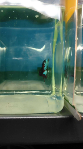 (Same as photo) Abatar Hul Betta Fish Size M Ikan Laga Betta Show Gred