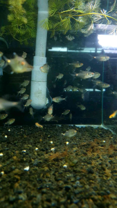 Head & Tail Light Tetra/Ornamental fish/Freshwater/Readystock