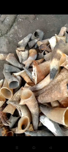 tanduk sapi 1 pasang