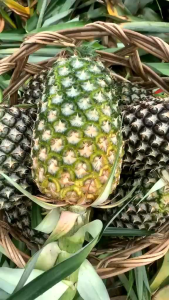 หน่อสับปะรดห้วยมุ่นสายน้ำผึ้งผลใหญ่30หน่อฟรี5หน่อ