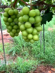 Bibit Anggur Import Shine Muscat Grafting Valid Murah Berkualitas