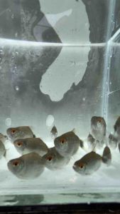 Red Eye Ballon Tetra /Ballon Tetra mata merah / Live Fish