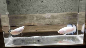 Blue Rim Bp Hiasan Aquarium Usia Tiga bulan