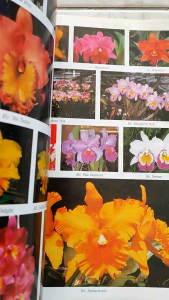 ความสุข ฉบับกล้วยไม้ไทย THAI ORCHIDS MAGAZINE