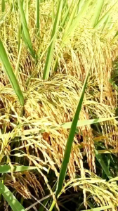 BENIH PADI SIMBOK TERBARU BERQULITAS UNGGUL KEMASAN 1KG