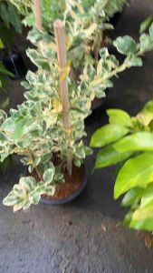 #มะนาวเลมอนยูเรก้าด่าง ใบสวยงามมีรสเปรี้ยวนิยมนำไปทำอาหารได้หลากหลายเมนูมากประโยชน์🍂🍂🍂 #เลม่อนด่าง #มะนาวเลม่อนใบด่าง มะนาวยูเรก้าด่าง ใบด่างสวยแปลกตาพันธ์ไม้หายาก รสชาติอร่อย ไม่เปรี้ยวจัด ใช้แทนมะนาวได้ ปลูกประดับได้