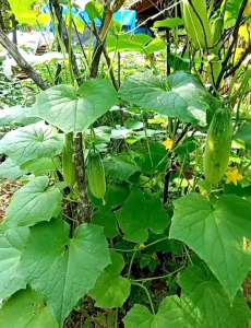 (KEMASAN PREMIUM) BIJI/BENIH TIMUN LALAP TANGSHAN