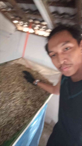 IKAN BILIS BELAH TRADISIONAL GRED AA 250g/500g/1kg