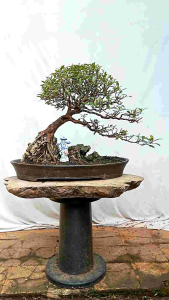 bonsai pohon loa - Lazada