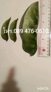 เมล็ดถั่วแปบยักษ์ หายากใกล้สูญพันธุ์ ใหญ่กว่าถั่วแปบธรรมดามากไม่ใช่F1ไม่ใช่GMO เป็นพันธุ์พื้นบ้านพันธุ์แท้เก็บเมล็ดทำพันธุ์ต่อได้  1ซองมี 10 เม็ด