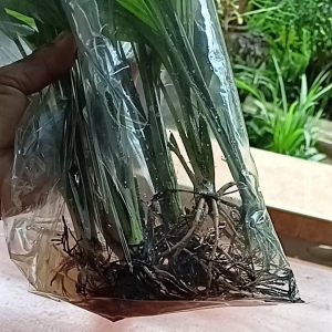 ว่านสากเหล็ก /มะพร้าวนกคุ้ม แบบถอนล้างราก ชุด 5 ต้น