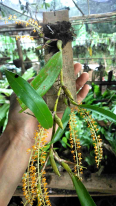 anggrek eria mini batang panjang + media papan dan kawat siap cantolin tanaman hias anggrek batang panjng